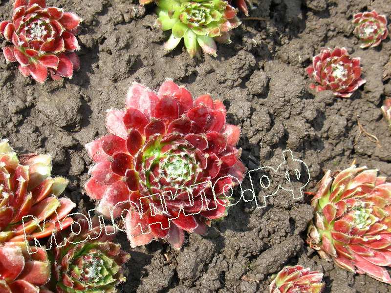 Sempervivum