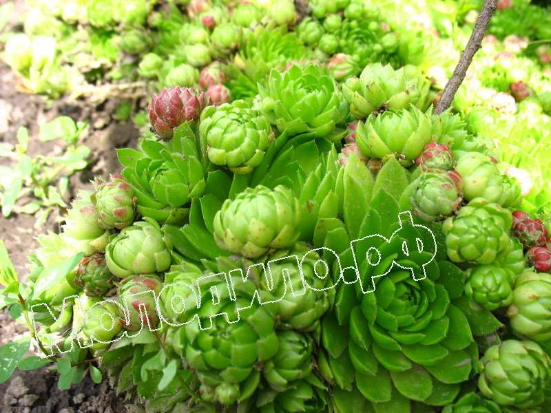 Sempervivum