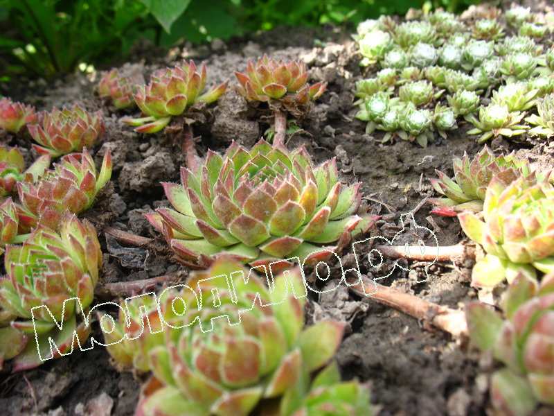 Sempervivum