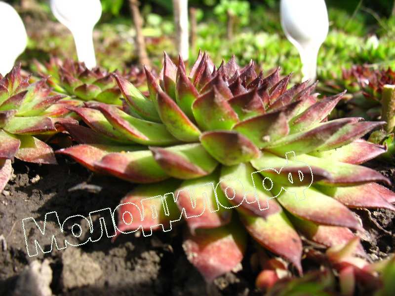 Sempervivum