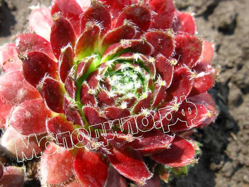 Sempervivum