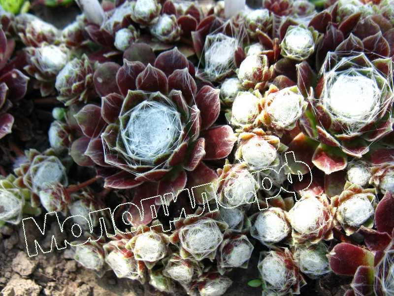 Sempervivum