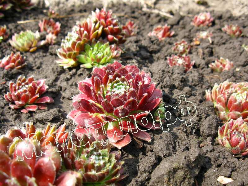 Sempervivum