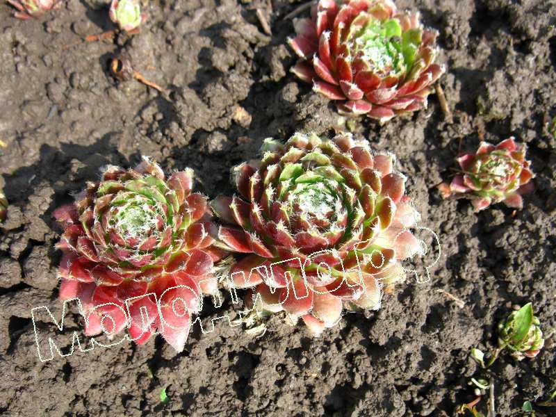 Sempervivum