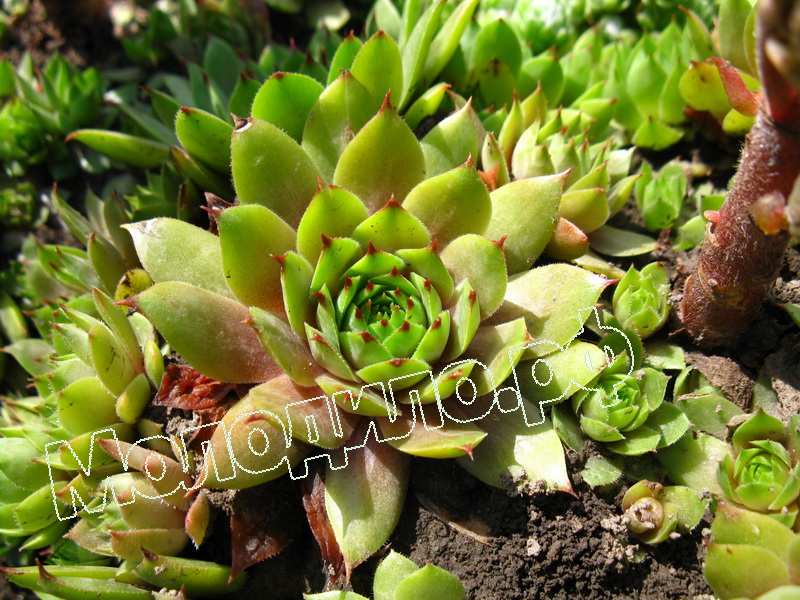 Sempervivum