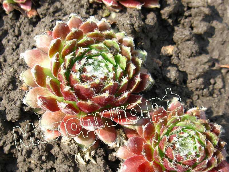 Sempervivum