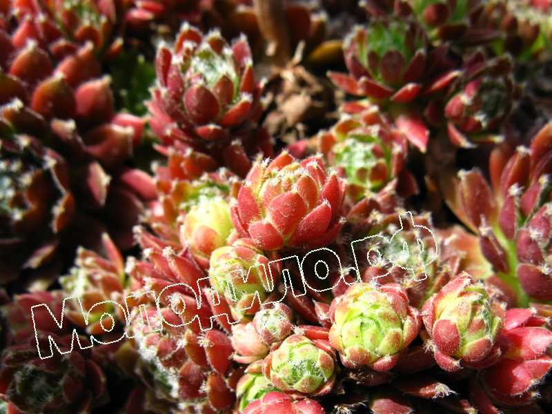 Sempervivum