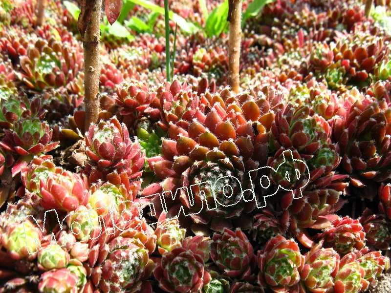 Sempervivum