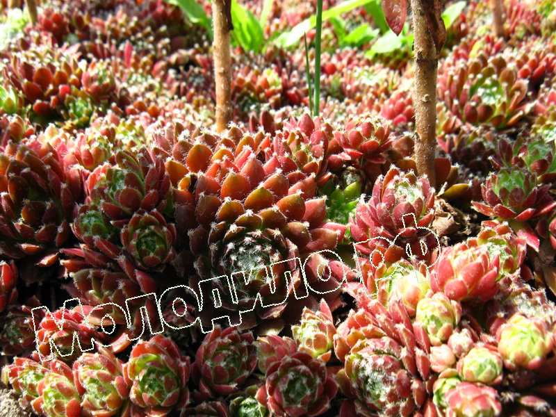 Sempervivum