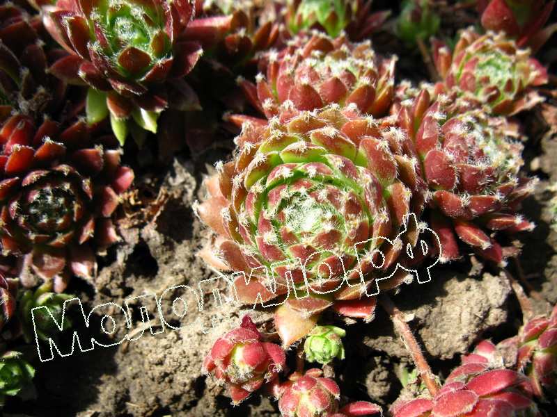 Sempervivum