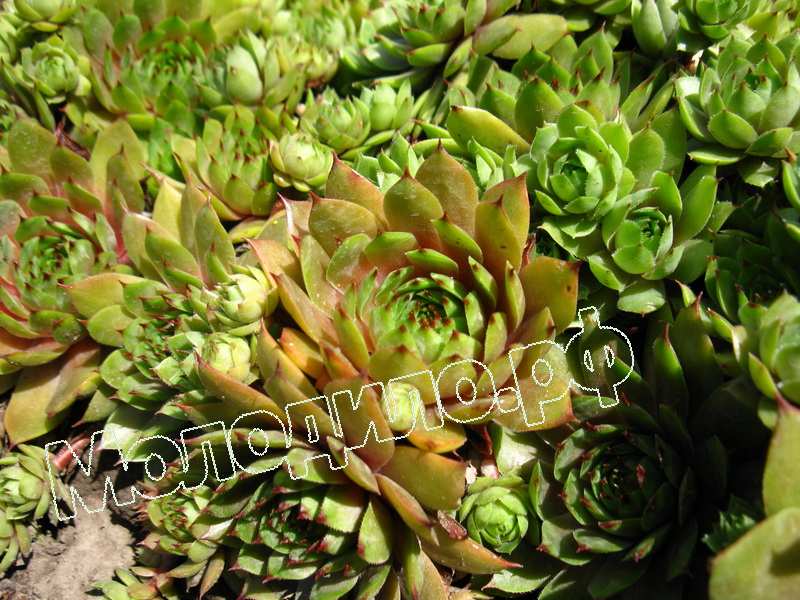 Sempervivum