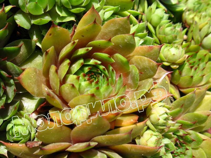 Sempervivum