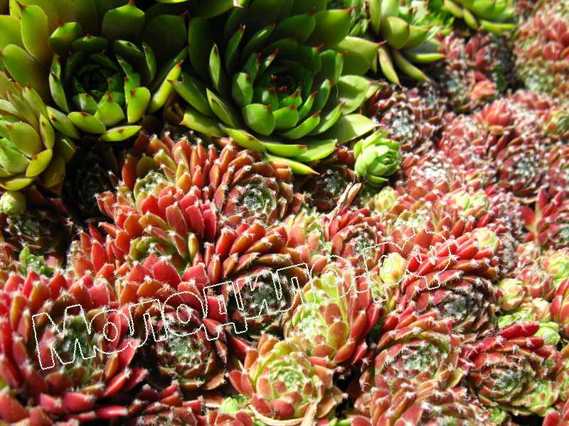 Sempervivum