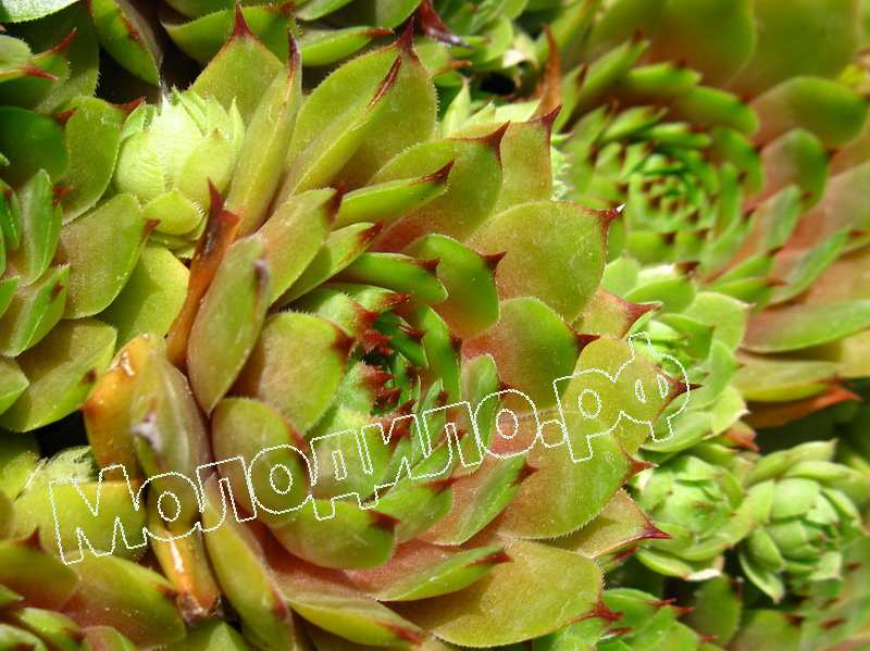 Sempervivum