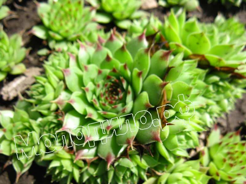 Sempervivum