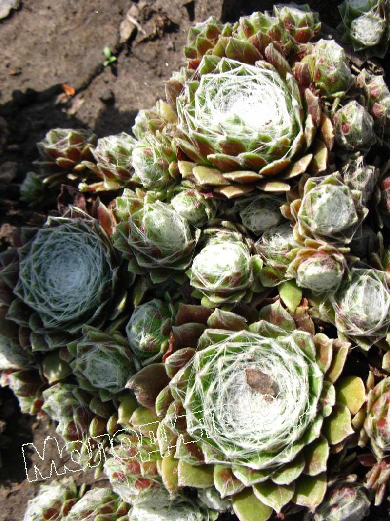 Sempervivum