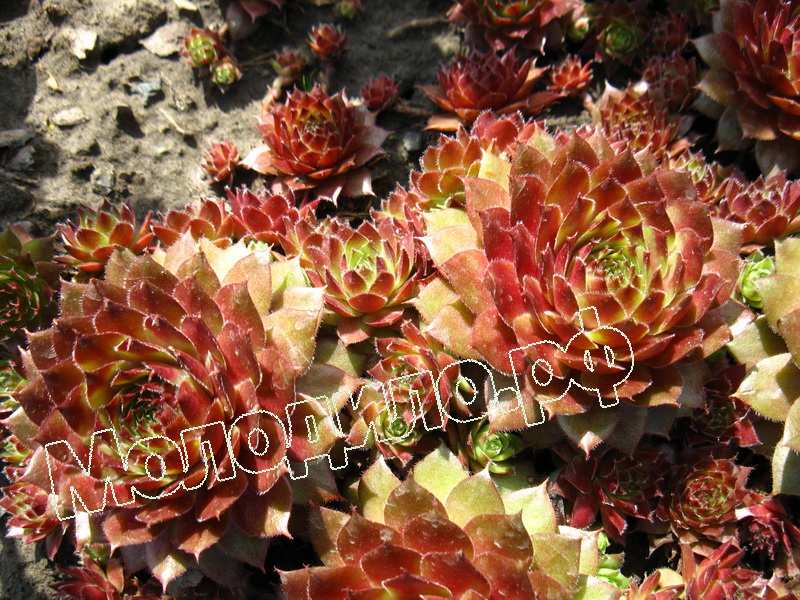 Sempervivum