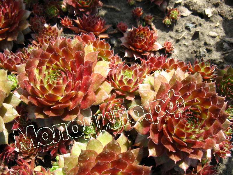 Sempervivum