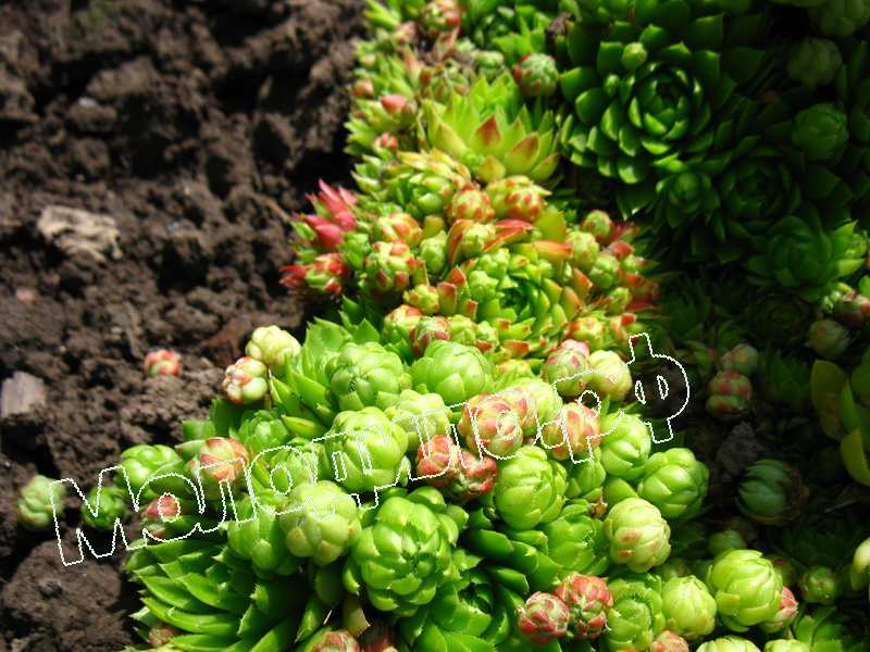 Sempervivum