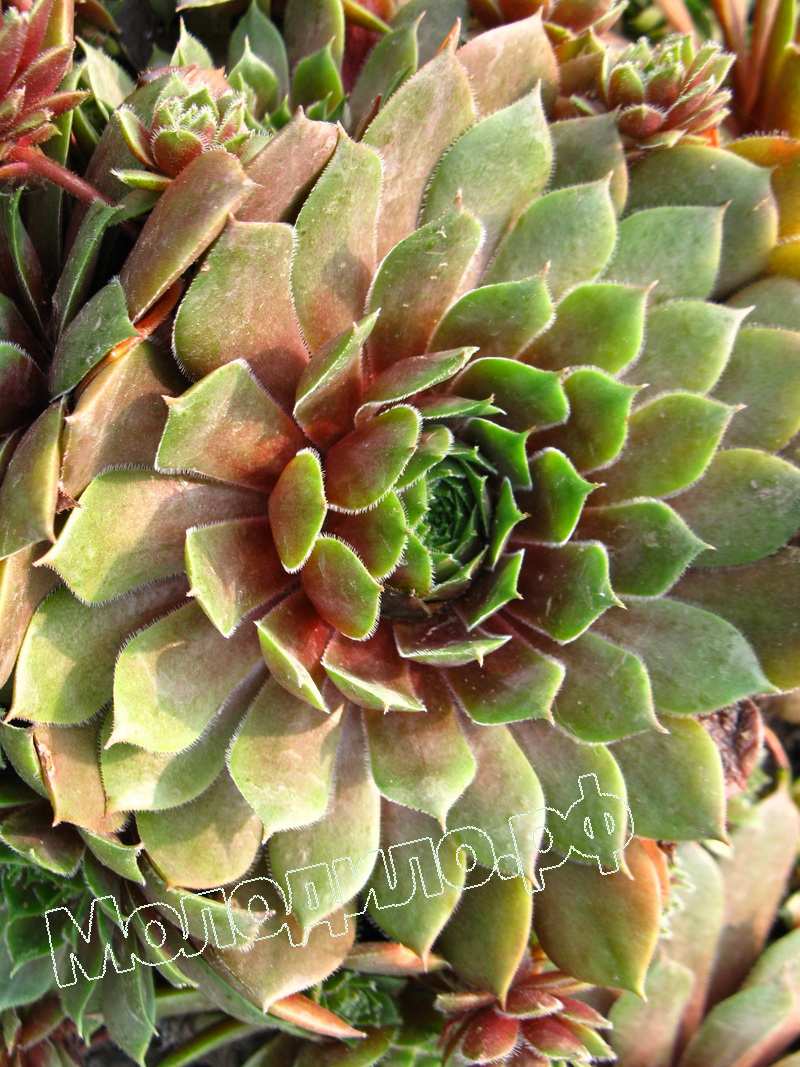 Sempervivum