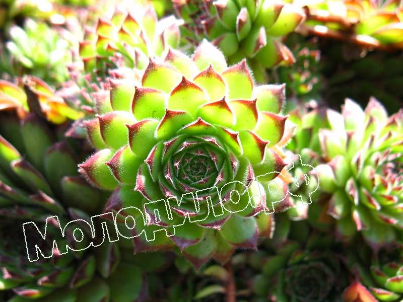 Sempervivum