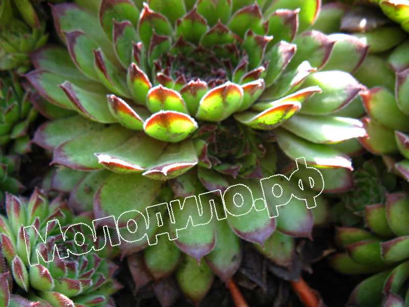 Sempervivum