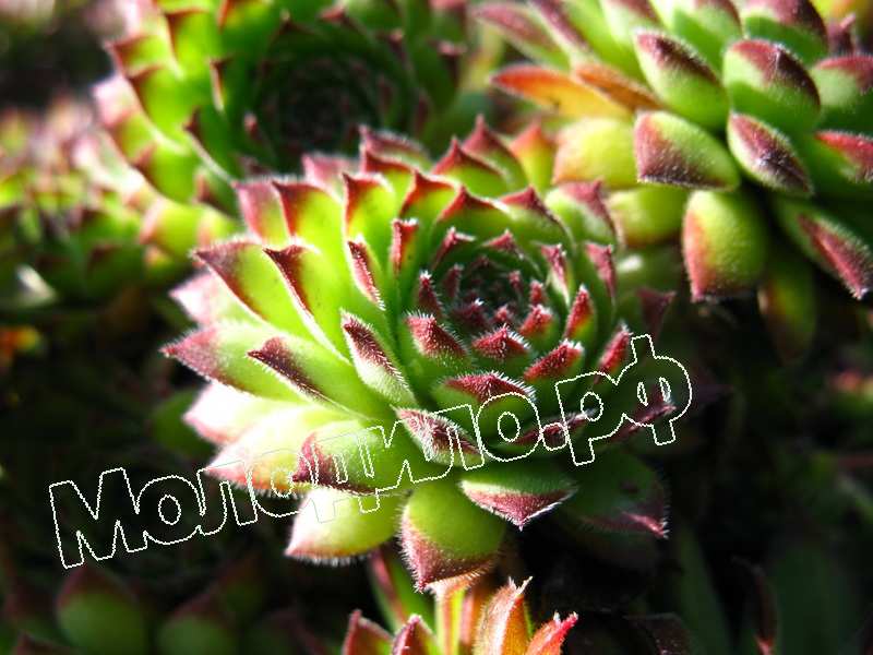 Sempervivum