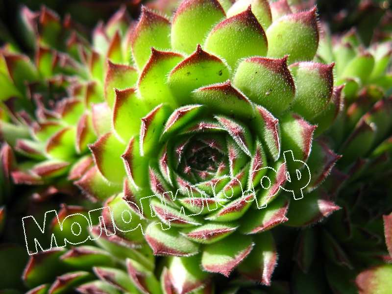 Sempervivum