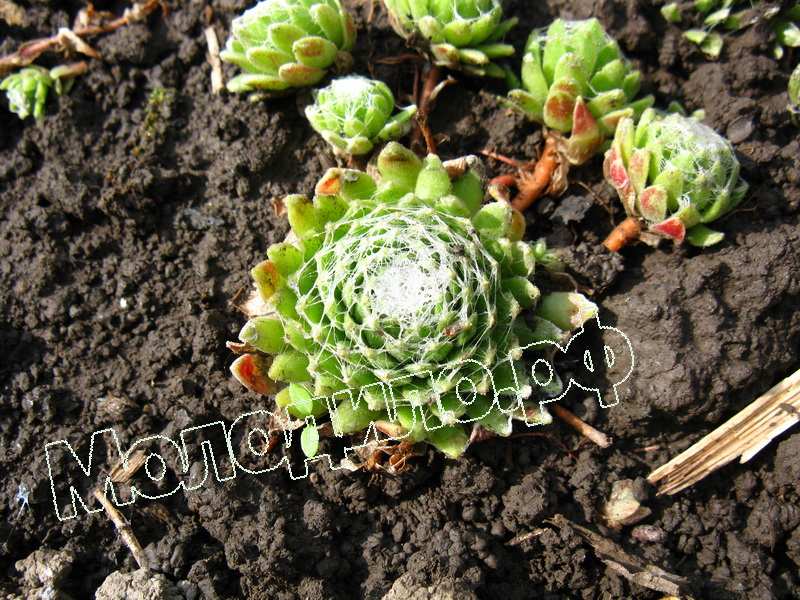 Sempervivum