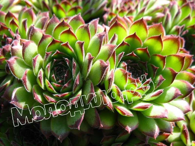 Sempervivum