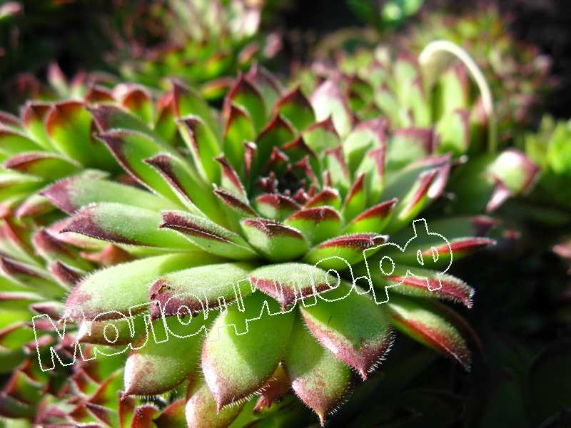 Sempervivum