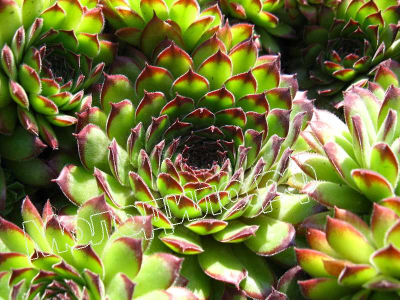 Sempervivum