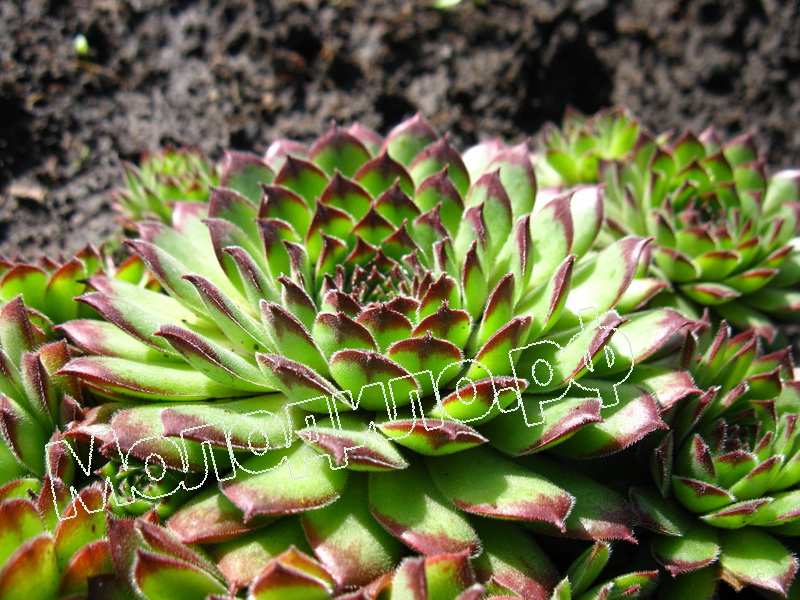 Sempervivum