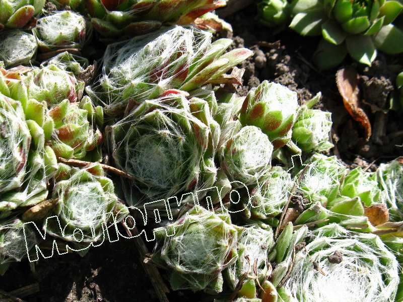 Sempervivum