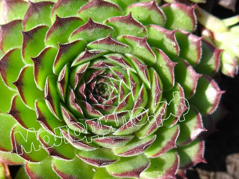 Sempervivum