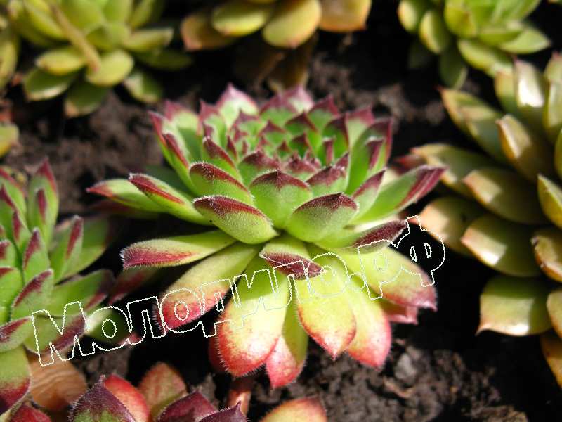 Sempervivum