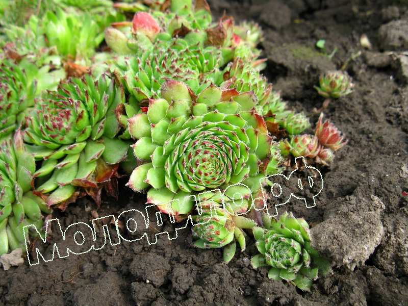 Sempervivum