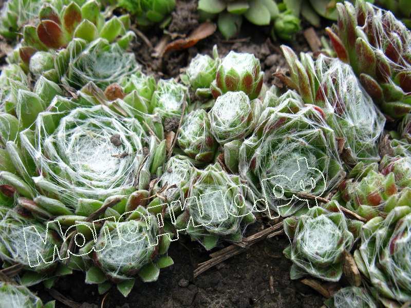 Sempervivum