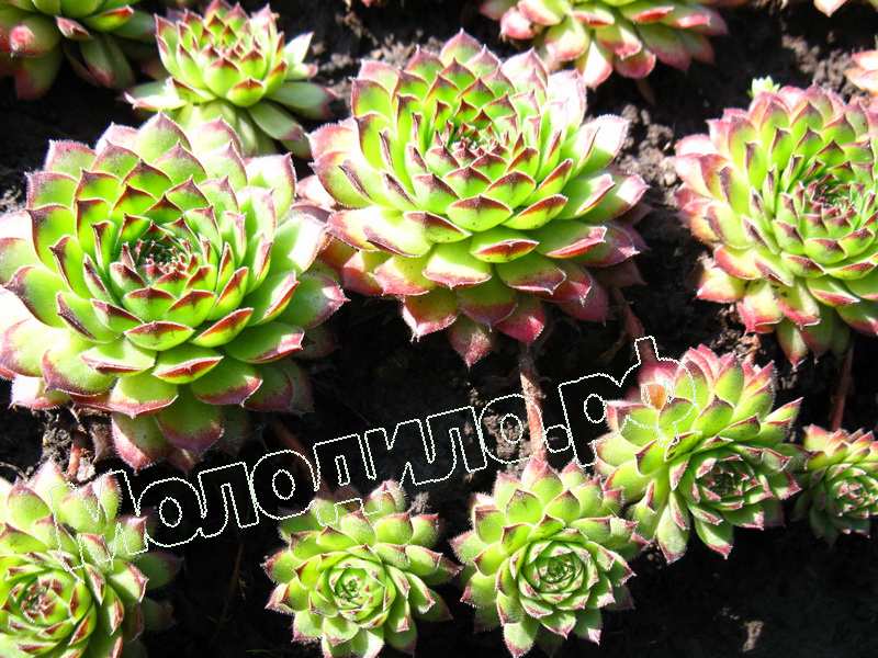 Sempervivum