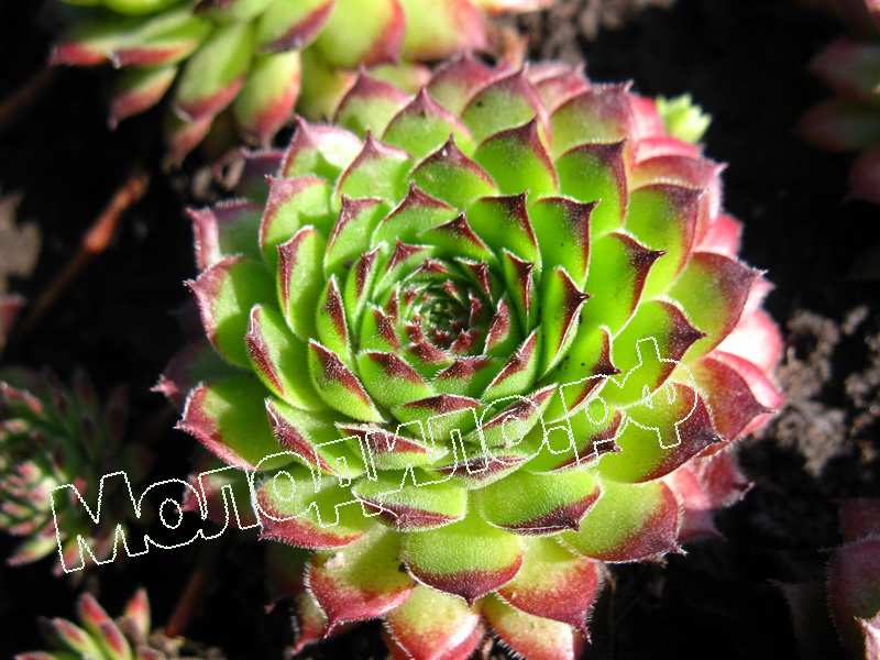 Sempervivum