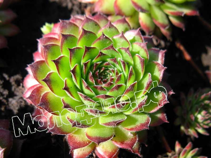 Sempervivum