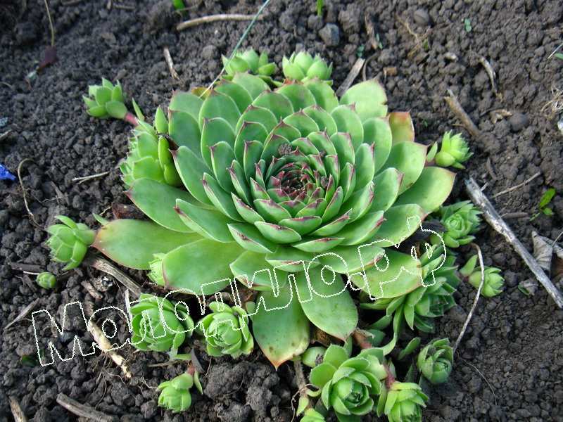 Sempervivum