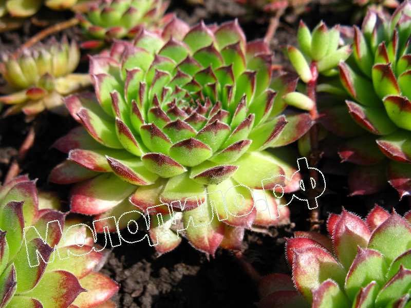 Sempervivum