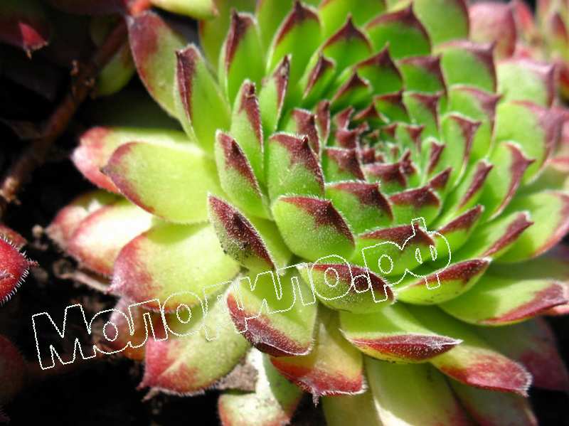 Sempervivum