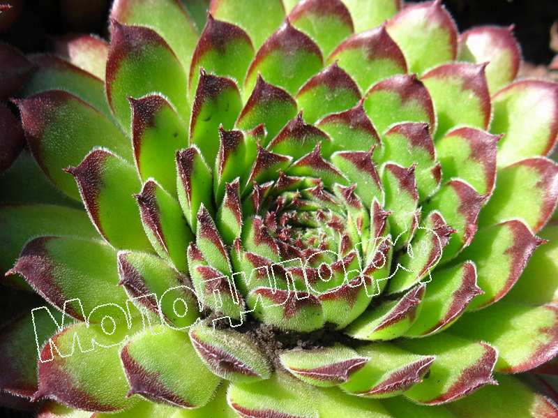 Sempervivum