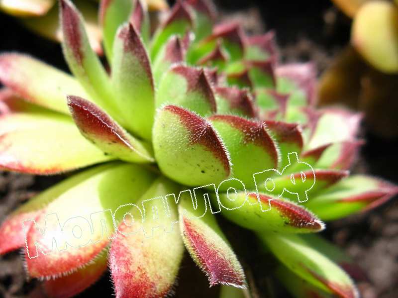 Sempervivum