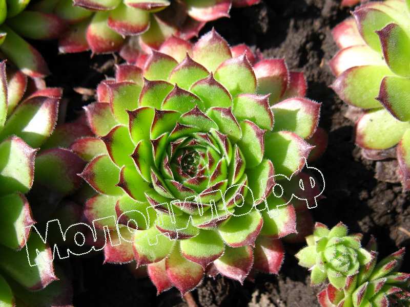 Sempervivum