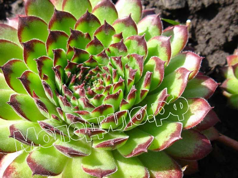 Sempervivum