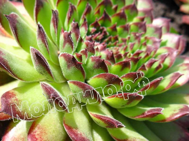 Sempervivum