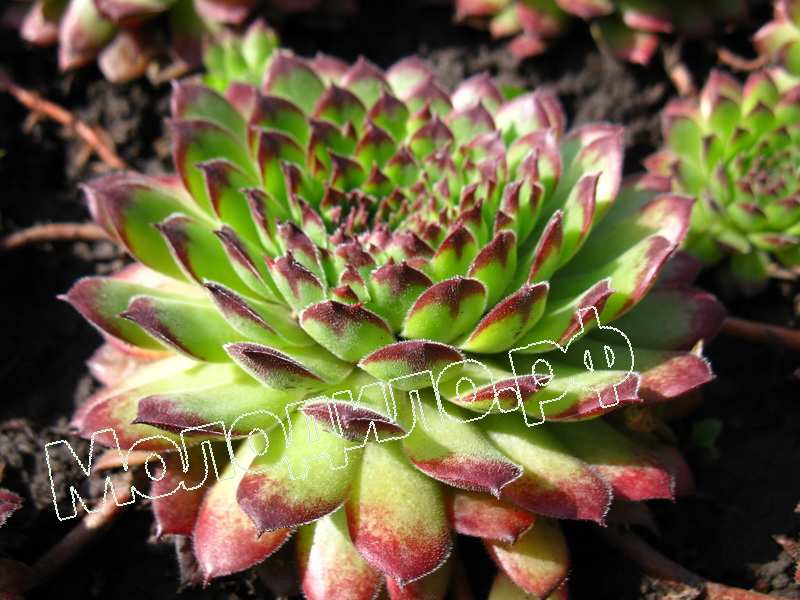 Sempervivum